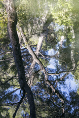 Fototapeta premium Reflet à la surface d'un étang dans une forêt provençale