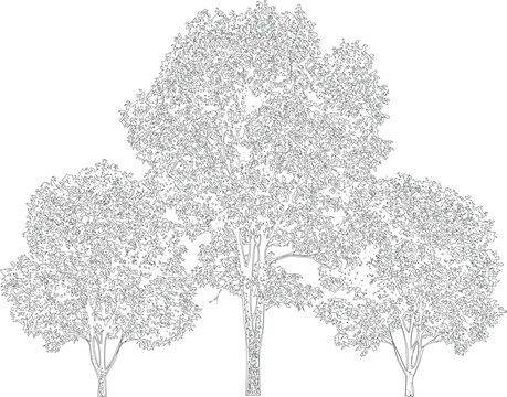 Collection of three intertwined line art trees with lush dense foliage and exposed trunks presented on a transparent checkered background.