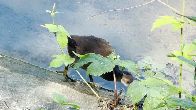 A young moorhen steps along a stone ledge next to a pond. The bird lowers its head to drink or hunt for food in the water. A small green plant grows nearby.