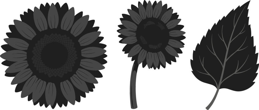 Botanical Sunflower Silhouette Vector Set Featuring Full Blooming Blossom, Stemmed Flower Head, and Detailed Leaf Branch Illustration for Autumn Seasonal Designs