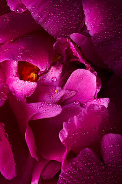 Macro photography of a beautiful peony flower covered drops of water. Flower background