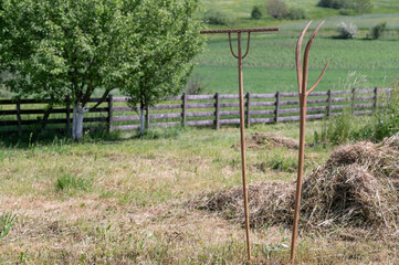 wooden rake and pitchfork on field near hay  © admirdervisevi