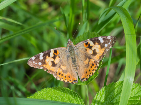 OLYMPUS DA detailed macro photograph of a Painted Lady butterfly (Vanessa cardui) with its wings fully spread, showing the characteristic orange, black, and white wing pattern. 