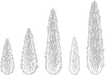 Variety of coniferous trees in line art style, showing different heights and slender forms, perfect for landscape design and outdoor graphics. © MD ALI STOCK