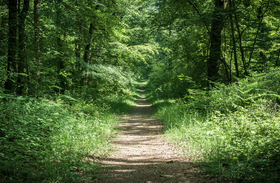 Path leading into the forest in Brittany - France
