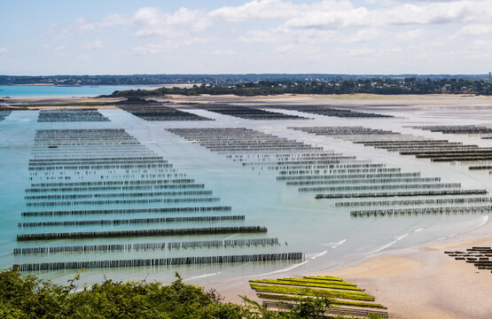 Mytiliculture. Moules de bouchots &agrave; la Pointe du Bay &agrave; Saint-Cast-le-Guildo. Vue panoramique sur la baie par une journ&eacute;e ensoleill&eacute;e en Bretagne, France