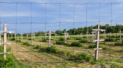 Fototapeta premium Rows of young raspberry plants supported by wooden trellises in a field