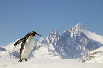 Obraz premium King Penguin walking in snow on South Georgia Island