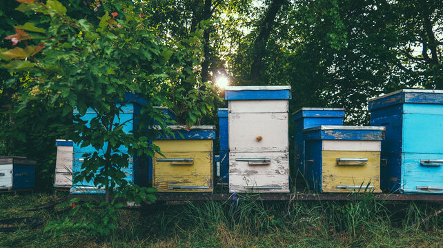Row of colorful, weathered beehives in a lush green garden with sunbeams filtering through trees