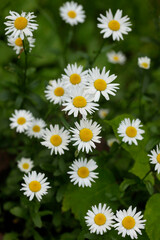 Fototapeta premium Colorful summer plants in garden