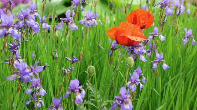 Stockholm, Sweden Bright purple Iris flowers growing in a field and a red poppy flower. 