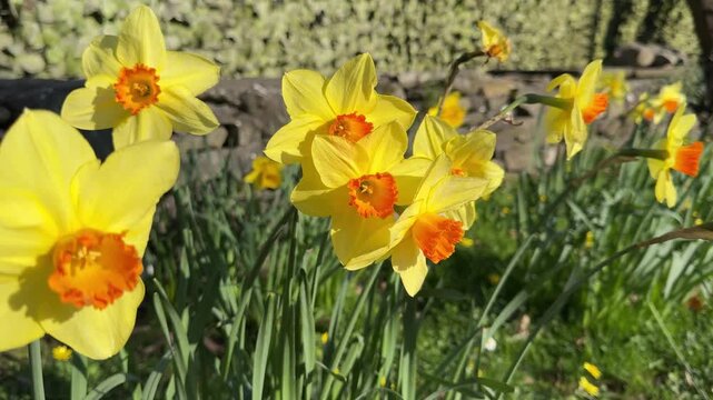 Alternate Angle of Yellow Daffodil Flowers in Garden on Sunlit Spring Day