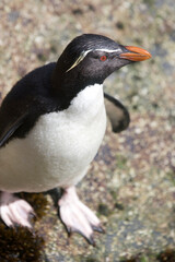 Fototapeta premium Rockhopper penguin on the Falkland Islands