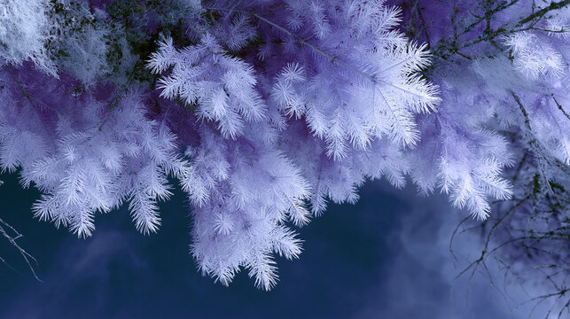 Infrared tonal conversion of a boreal sp 2