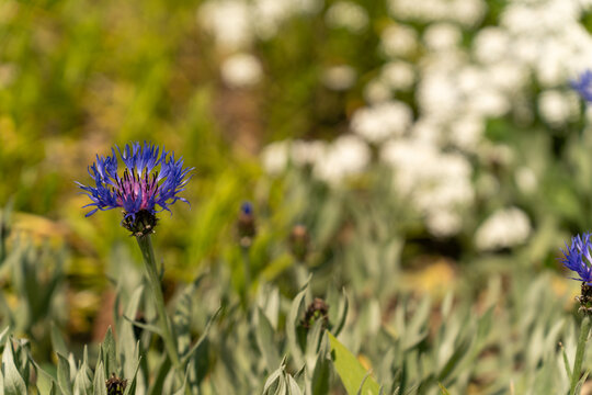 Macro of a cornflower centaurea cyanus blossom