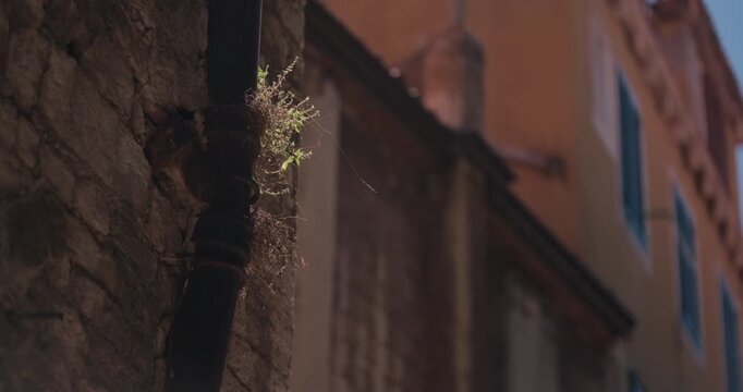 Vegetation grows from an old metal drainpipe attached to a historic stone building in Sibenik Croatia.
