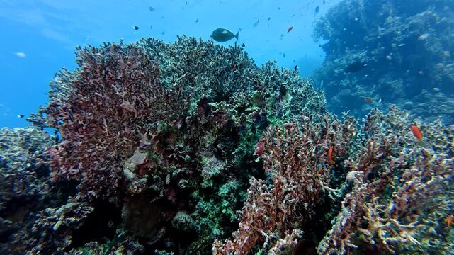 Shallow coral reef with the swimming fish. Camera moving around tropical corals. Reef fish, underwater video from scuba diving. Marine life in the ocean, swimming fish. Life and tropical seascape.