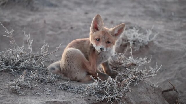 Red fox (Vulpes vulpes) cub scratching itself and playing with a beetle near the den in natural steppe habitats; Betpak Dala desert, Kazakhstan