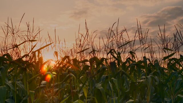 Golden sunset over a cornfield in summer's embrace