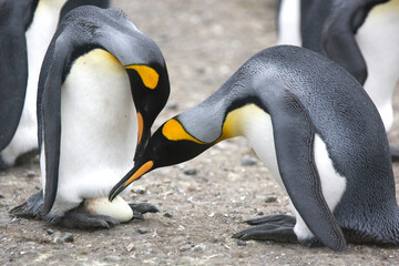 King penguins check an egg © willtu