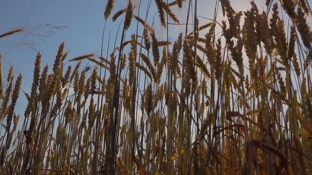 Nature's golden dance in the wheat fields at sunset