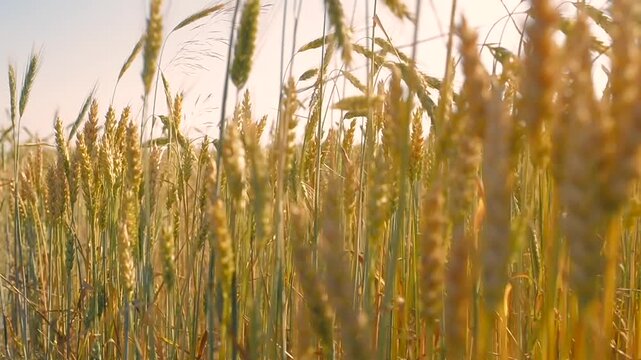 Golden wheat sways gently under the evening sun
