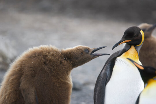Young king penguin chick begs for food from an adult king penguin