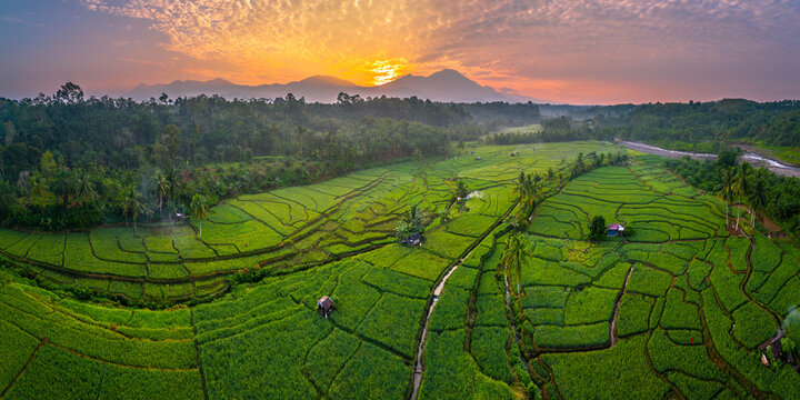 Terraced Rice Fields at Sunrise in Indonesia. Beautiful panoramic view of terraced rice fields surrounded by lush tropical greenery and palm trees
