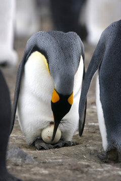 King penguin sitting on an egg
