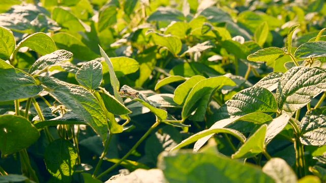 Vibrant green leaves swaying gently in the sun