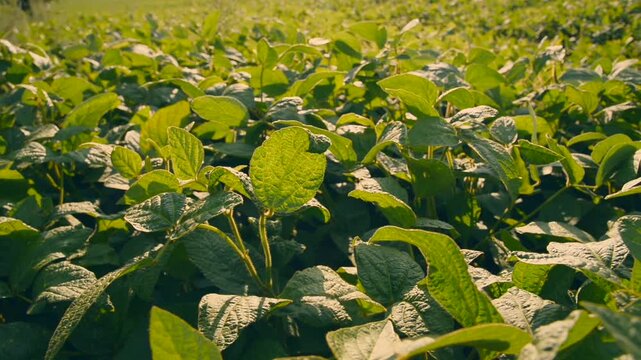Exploring lush soybean fields in golden sunlight