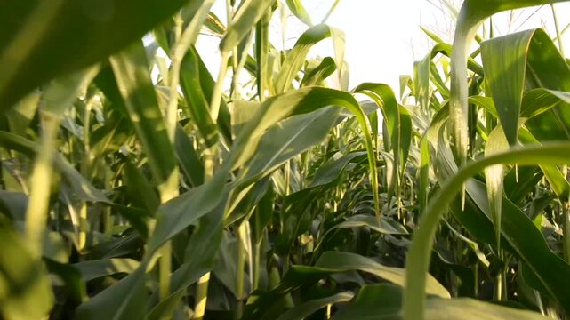 Exploration in a sunlit cornfield at golden hour