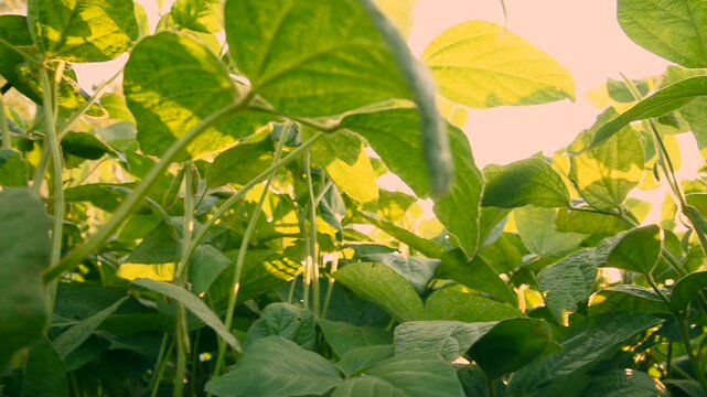 Sunlight dances through vibrant green leaves