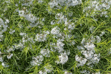Obraz premium top-down view of Amsonia hubrichtii, commonly known as Threadleaf Bluestar
