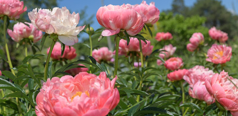 double pink peonies in a bright spring garden © eugen