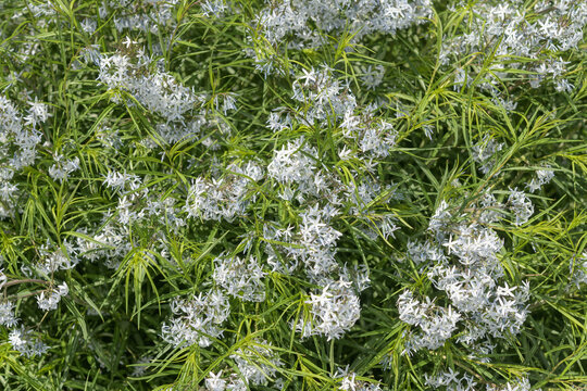 top-down view of Amsonia hubrichtii, commonly known as Threadleaf Bluestar