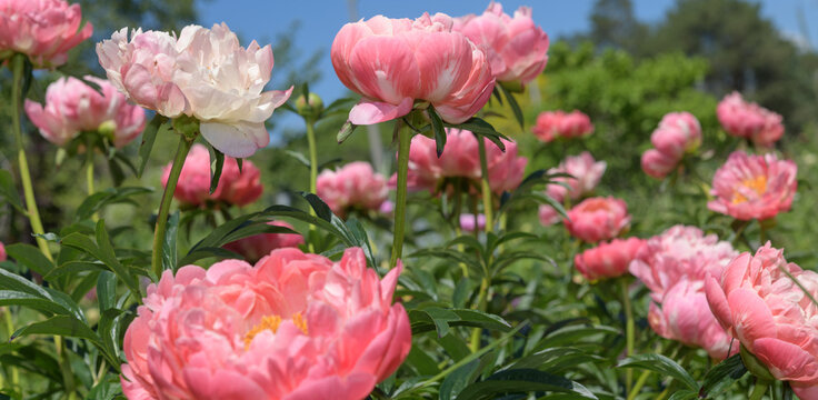 double pink peonies in a bright spring garden