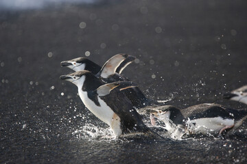 Chinstrap penguins near Baily Head, Deception Island, near Antarctica © willtu