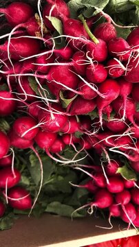 Freshly harvested red radishes with vibrant green leaves displayed in a cardboard box at a local farmers market. Healthy eating concept
