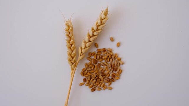 Wheat isolate on a white background. Selective focus.