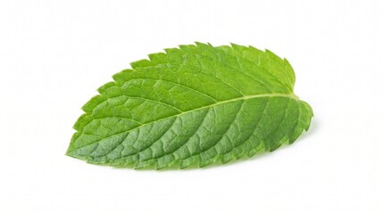 Fototapeta premium Fresh green mint leaf with detailed texture, organic peppermint herb for culinary flavoring, vibrant spearmint foliage for healthy drink garnish isolated PNG with Transparent Background
