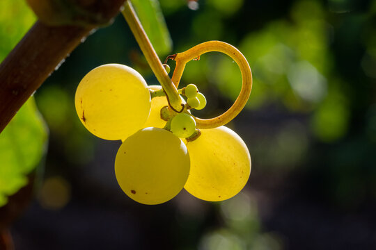 Recogida de la uva