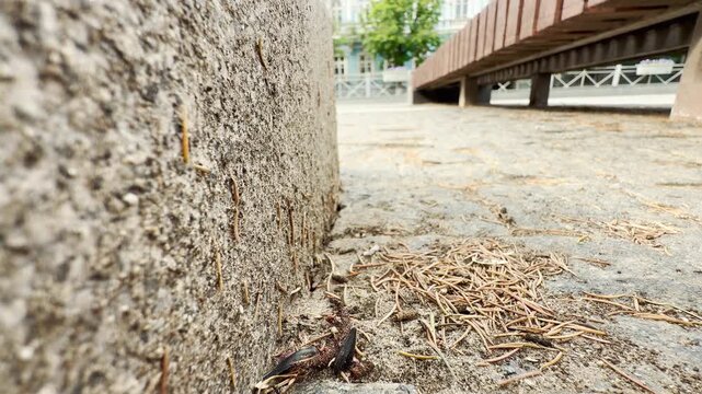 Tiny ants scurry along a stone curb in a city park. In the blurred background, cars move along the street, creating a contrast between small nature and urban traffic.
