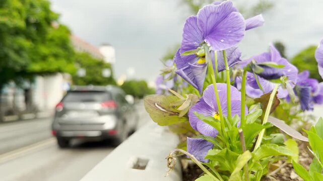 Purple pansies bloom brightly beside a concrete barrier. In the background, cars scurry along the busy city road, contrasting delicate nature with urban life.