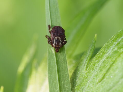 Tiny arachnid, Dermacentor variabilis, on green grass blade, close-up view