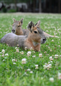 Two Patagonian maras (Dolichotis patagonum) resting on green clover meadow with selective focus and natural blurred background.