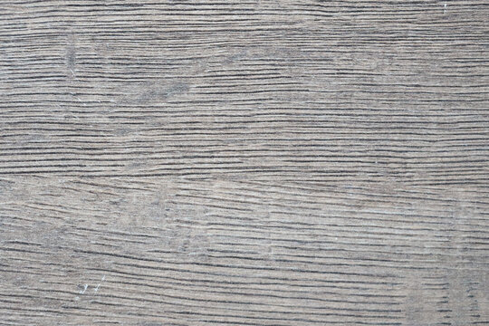 A detailed view of an elephant's trunk, showing its wrinkled texture and sensitive tip