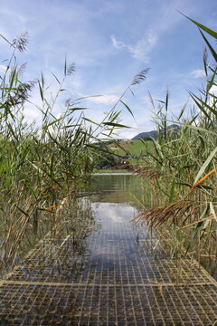 Scenic view through reeds across Lake Thiersee towards alpine hills, Tyrol, Austria.
