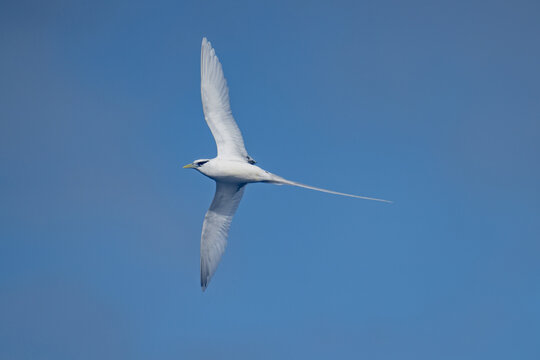 White-tailed tropicbird (Ascension) (Phaethon lepturus ascensionis) in flight at Ascension Island