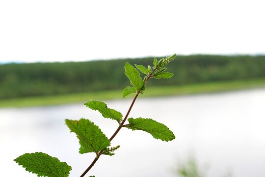 Gr&uuml;ner Pflanzenst&auml;ngel im Detail vor hellem Gew&auml;sser im Sommer